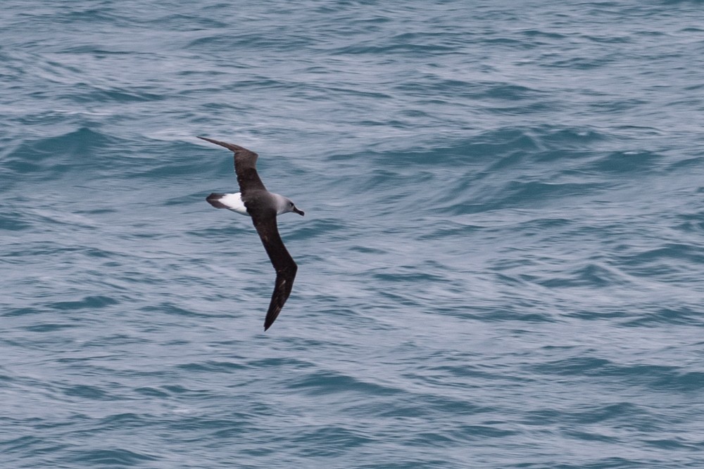albatros šedohlavý - ML617341652