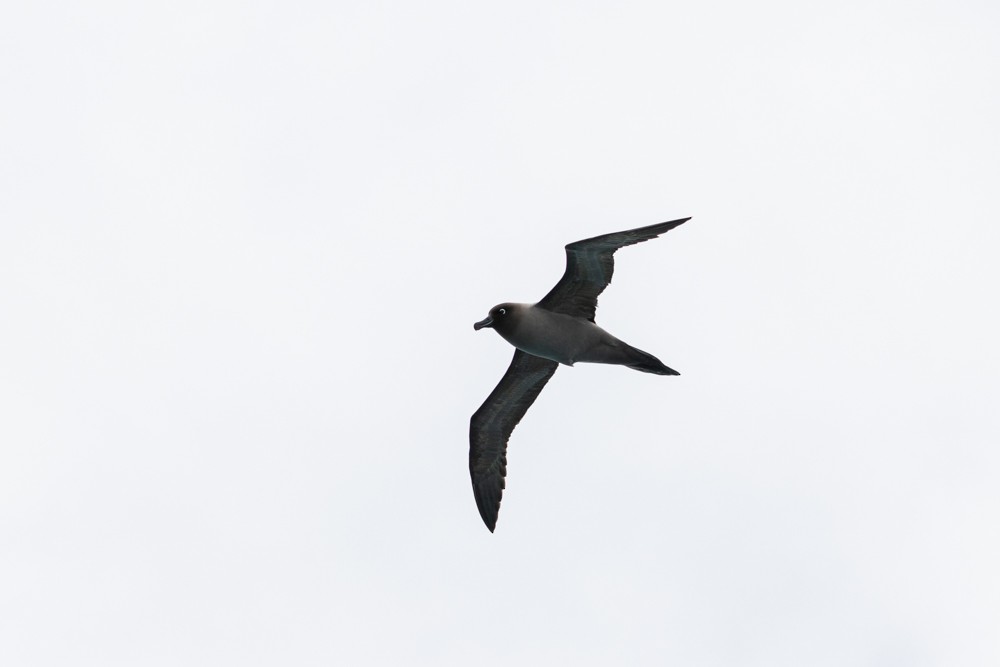 Light-mantled Albatross - Denis Corbeil