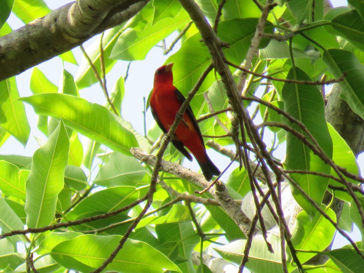 Scarlet Tanager - ML617341718
