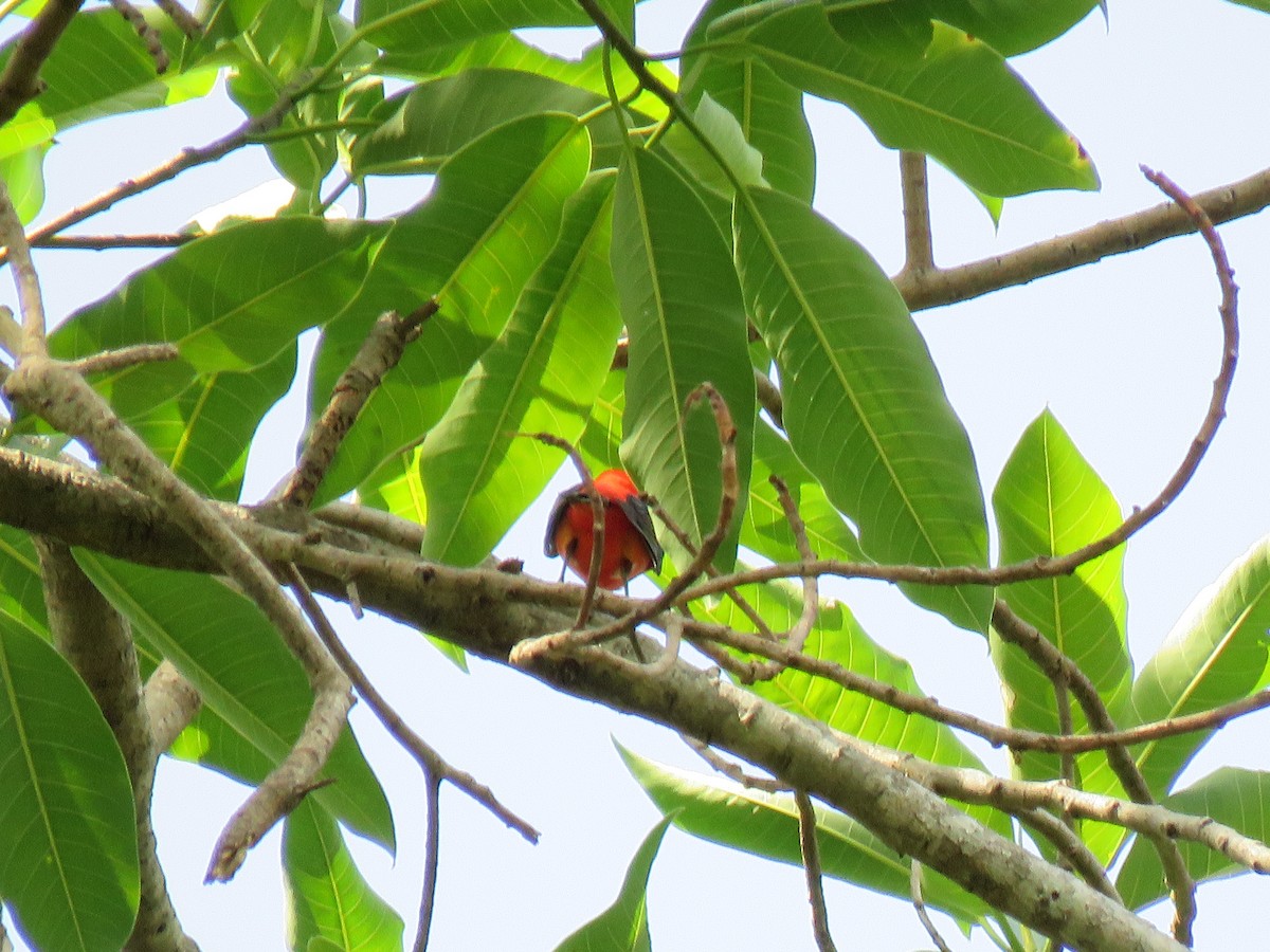 Scarlet Tanager - ML617341720