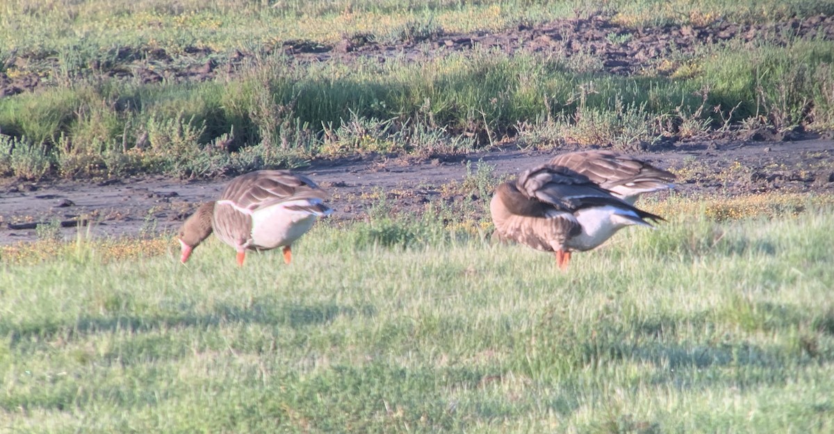 Greater White-fronted Goose - ML617341958