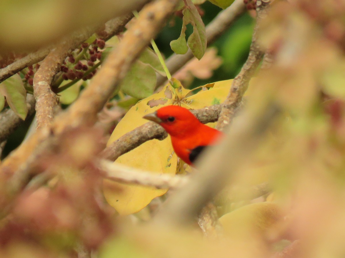 Scarlet Tanager - ML617341961