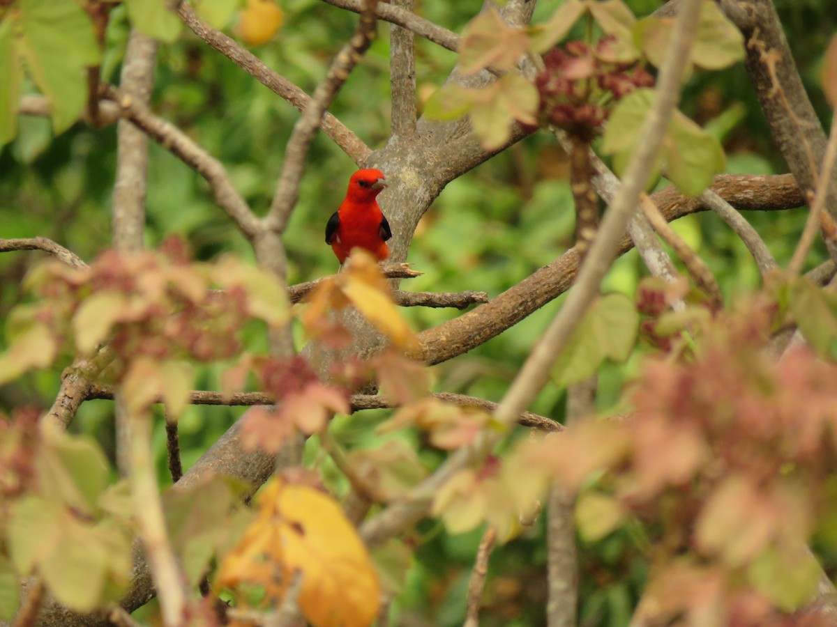 Scarlet Tanager - ML617341964