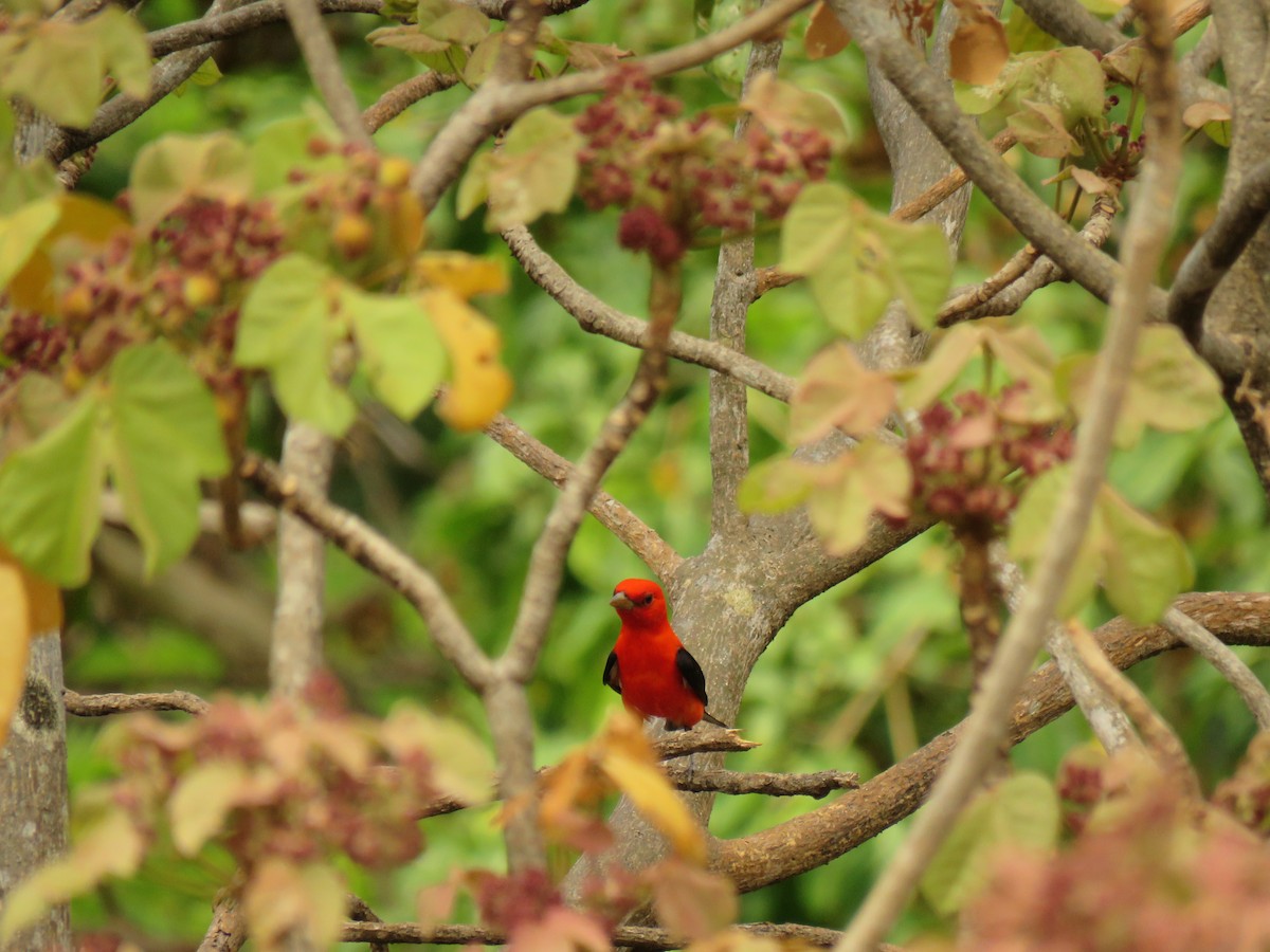 Scarlet Tanager - ML617341966