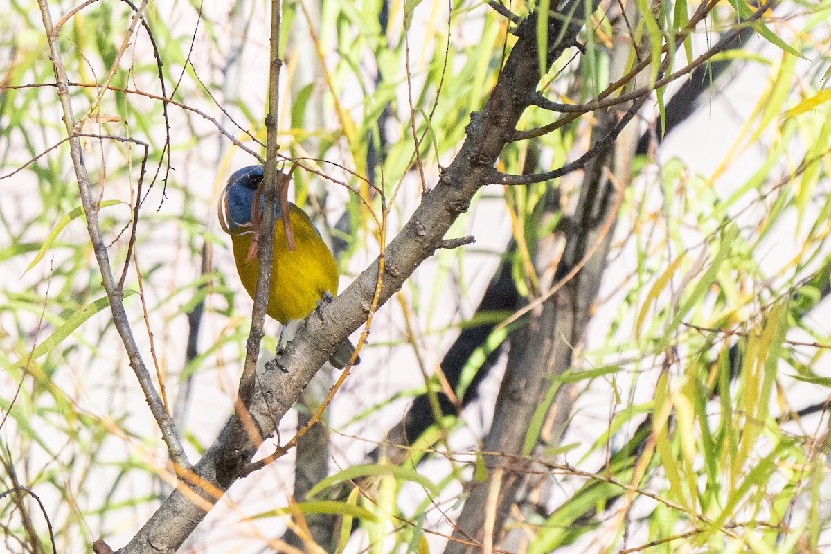 Blue-and-yellow Tanager - Moishie Hersko