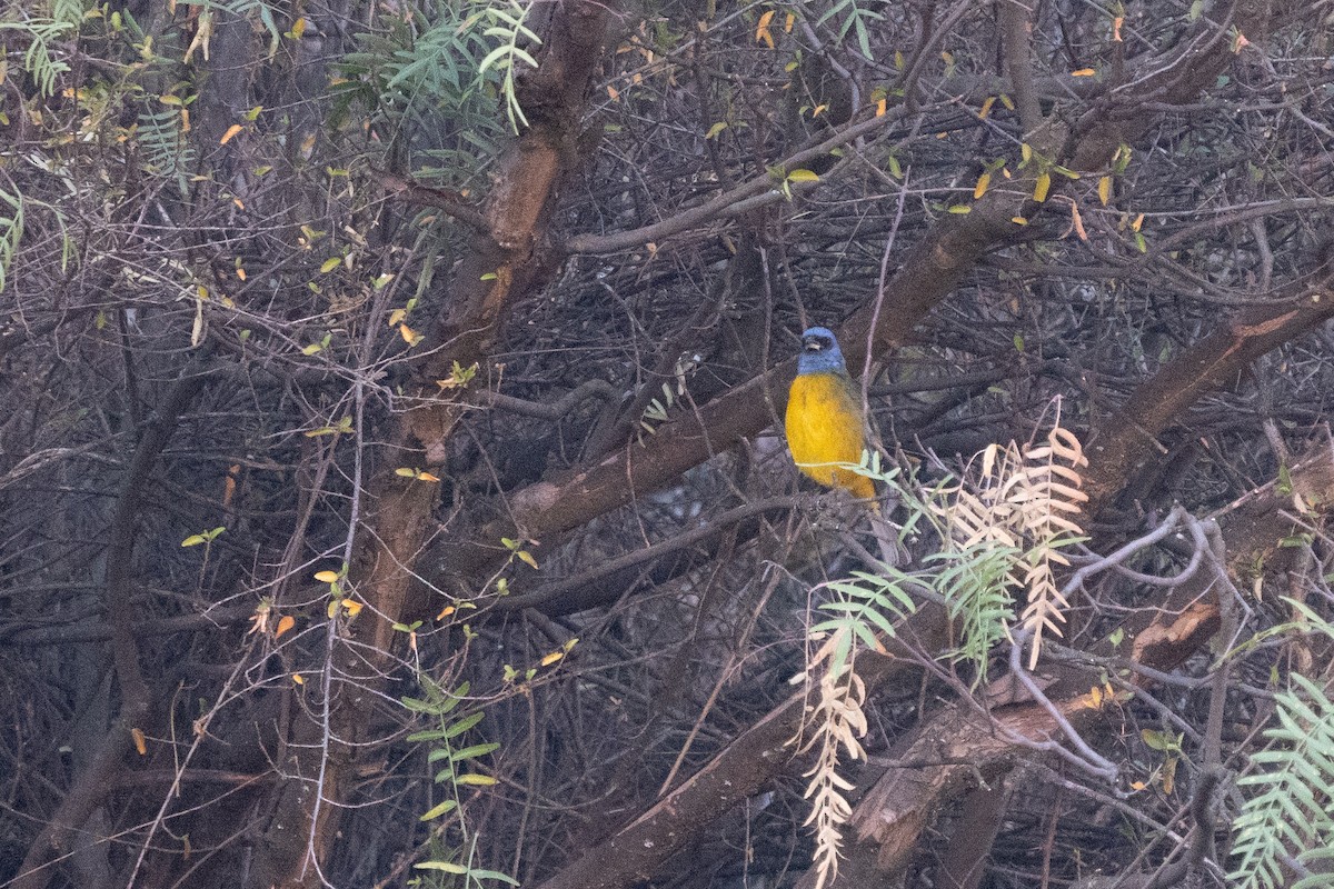 Blue-and-yellow Tanager - ML617341995
