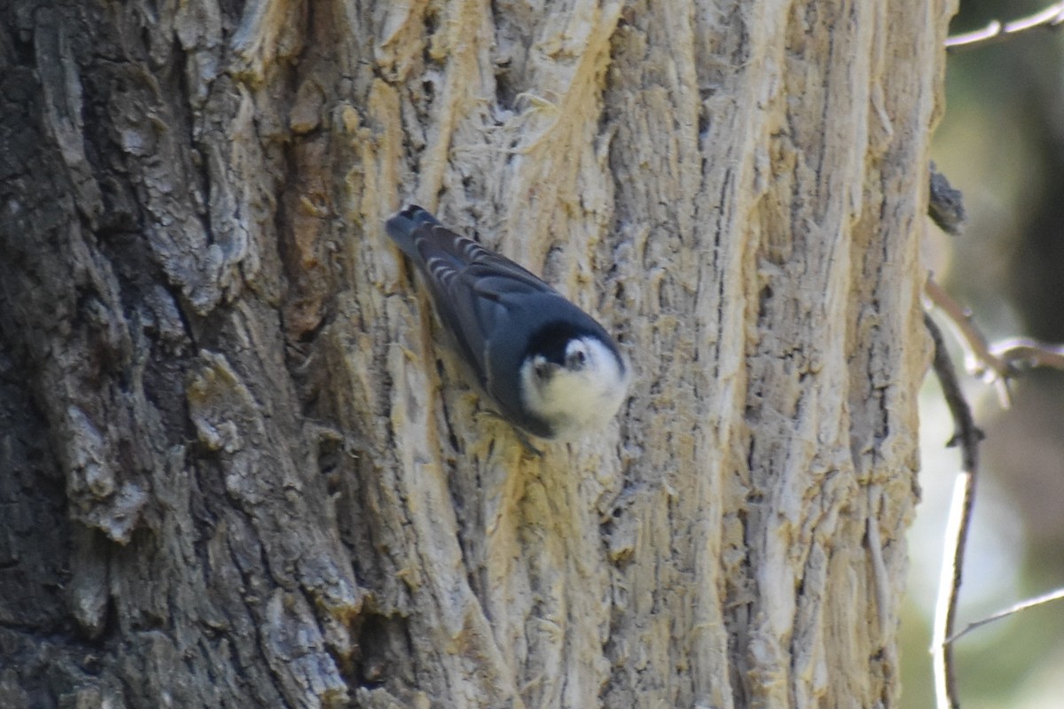 White-breasted Nuthatch - ML617342000