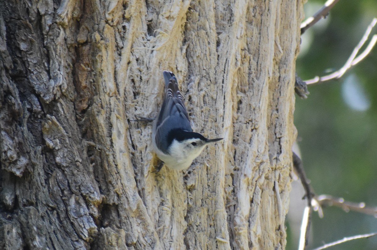 White-breasted Nuthatch - ML617342001