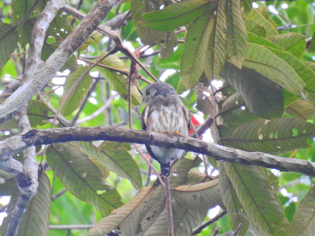 Amazonian Pygmy-Owl - ML617342002
