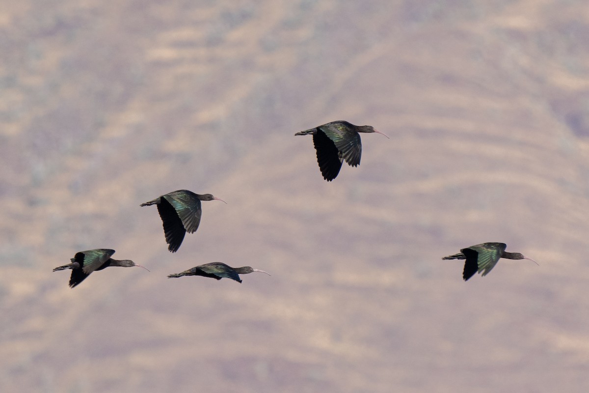 ibis andský - ML617342005