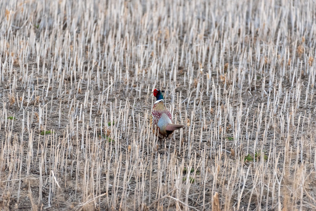 Ring-necked Pheasant - ML617342013