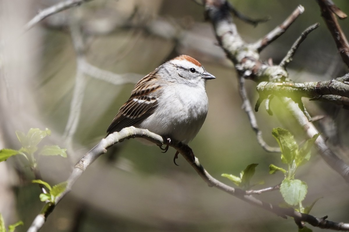 Chipping Sparrow - ML617342052