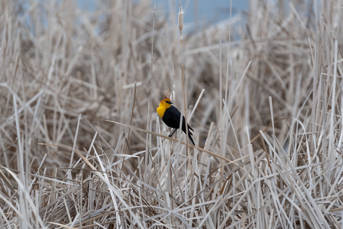 Yellow-headed Blackbird - ML617342062