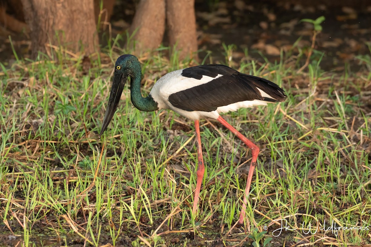 Black-necked Stork - ML617342065
