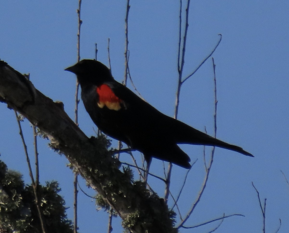 Red-winged Blackbird - ML617342140