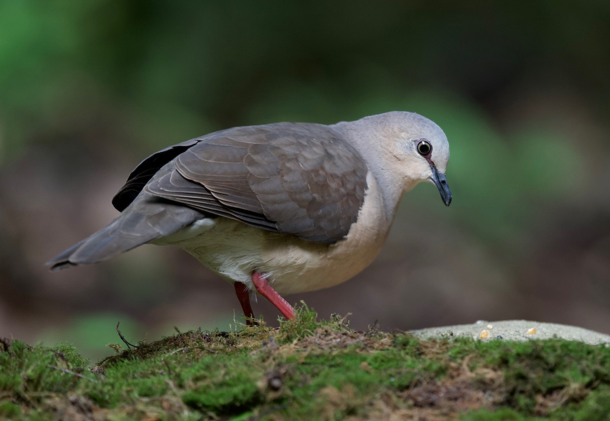 Gray-fronted Dove - ML617342156