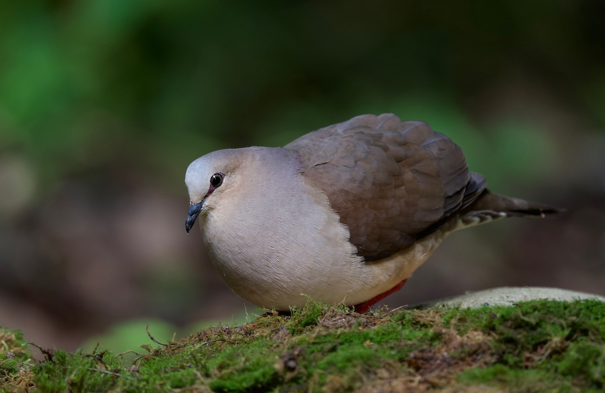 Gray-fronted Dove - ML617342201