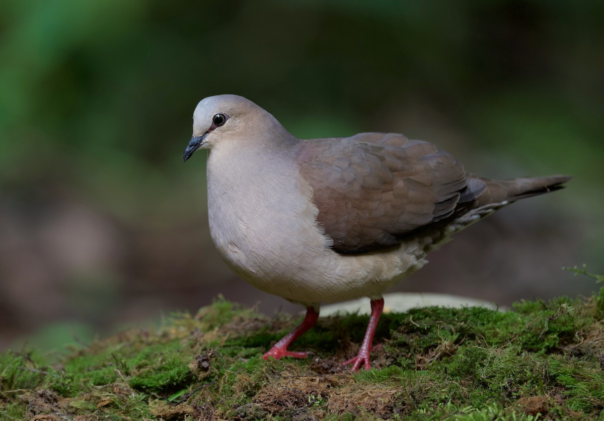 Gray-fronted Dove - ML617342204