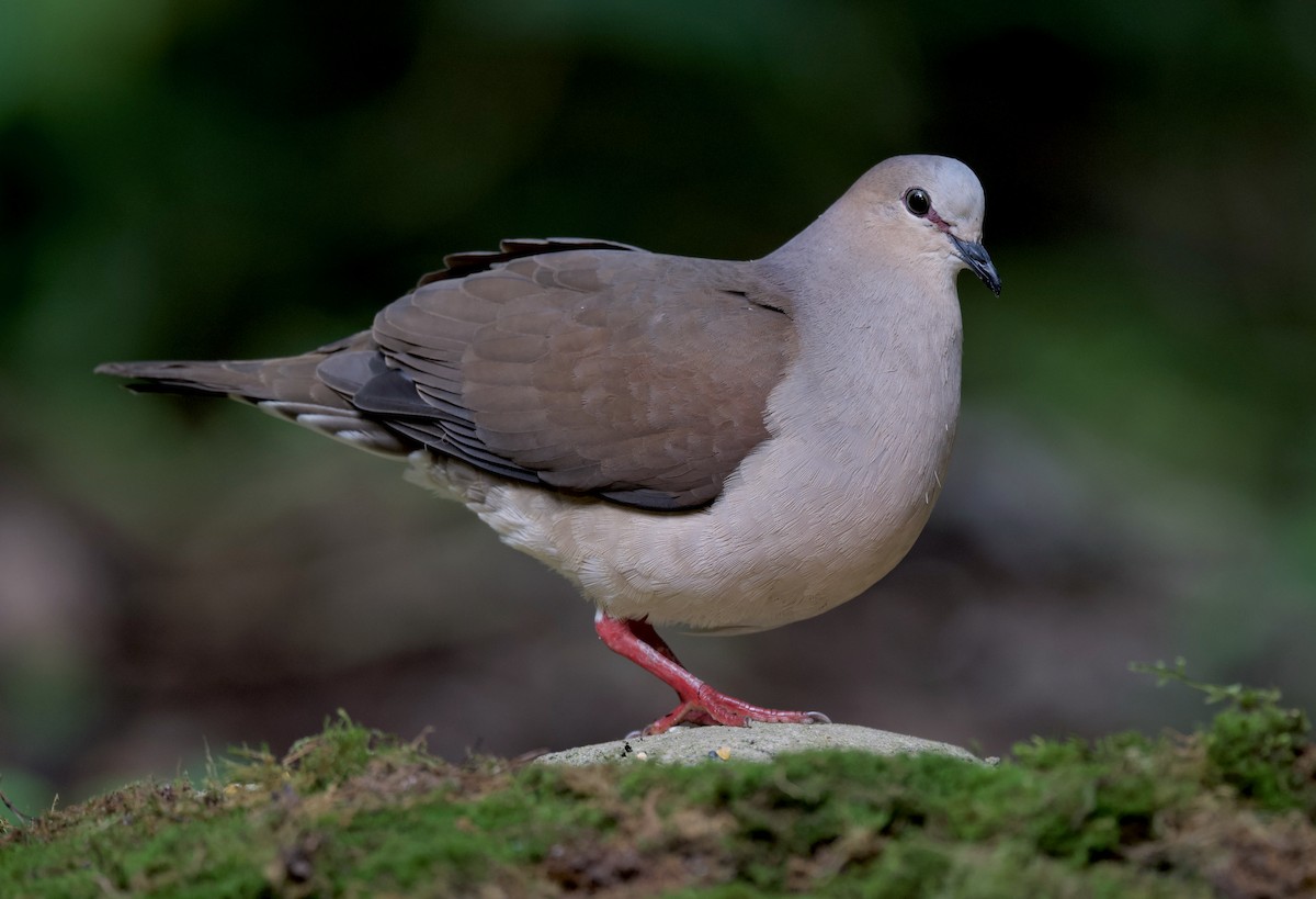 Gray-fronted Dove - ML617342205