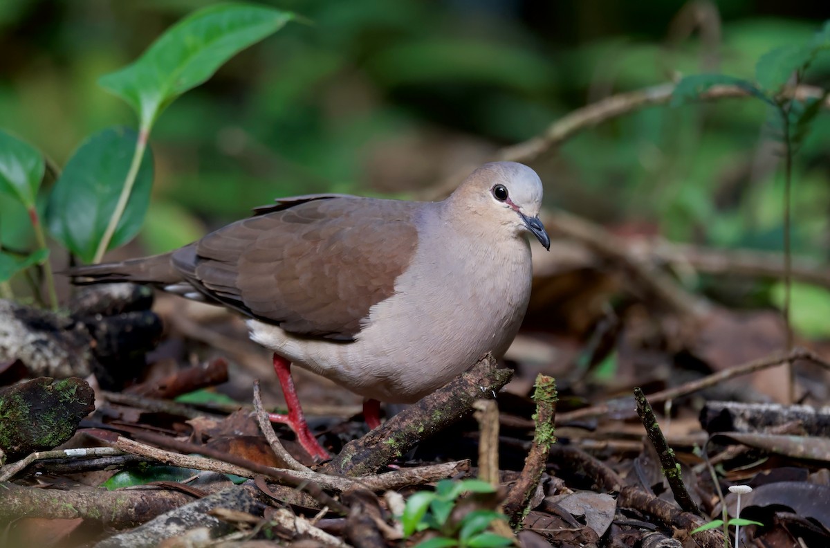 Gray-fronted Dove - ML617342215