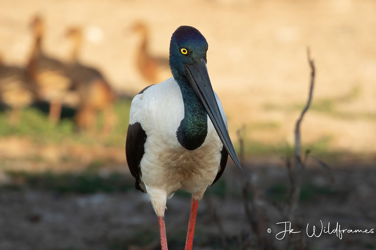 Black-necked Stork - ML617342216