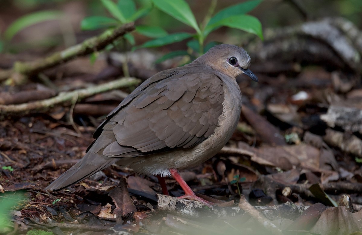 Gray-fronted Dove - ML617342220