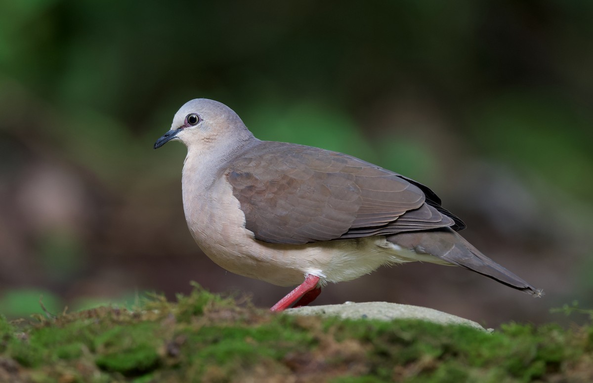 Gray-fronted Dove - ML617342227