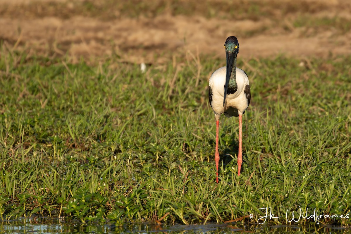 Black-necked Stork - ML617342266