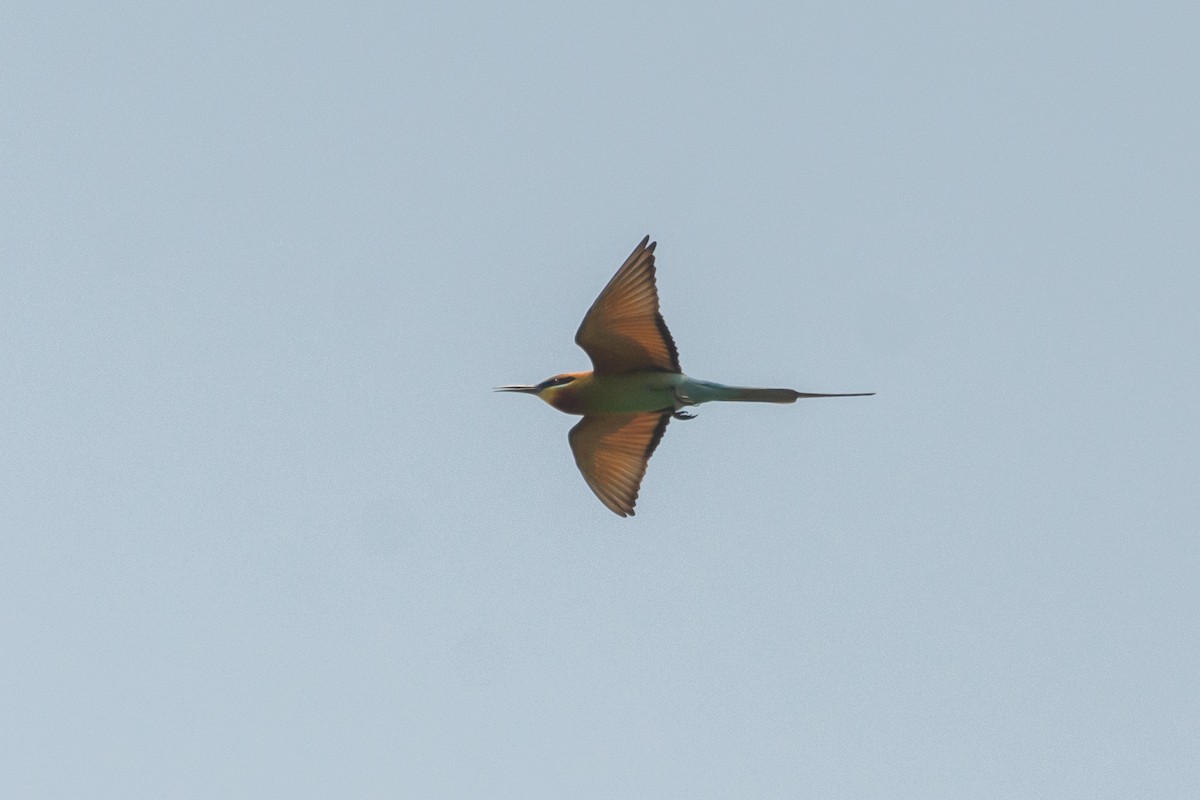 Blue-tailed Bee-eater - ML617342278