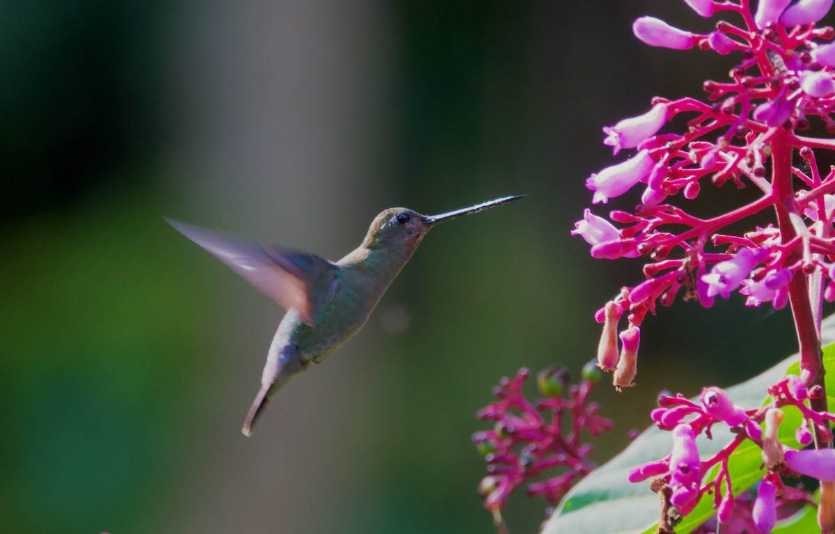 kolibřík modročelý - ML617342335