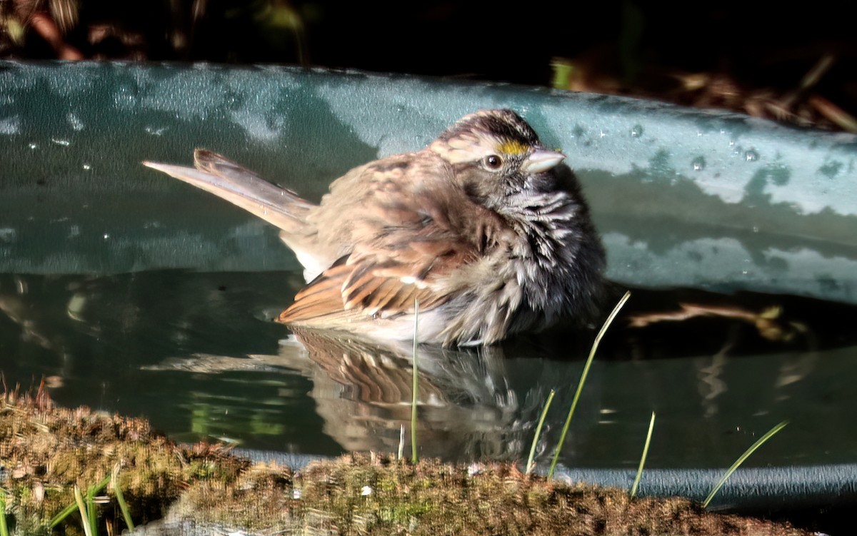 White-throated Sparrow - ML617342353