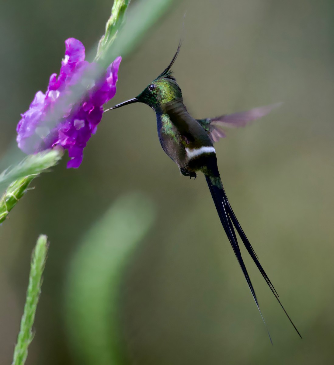 Wire-crested Thorntail - ML617342360