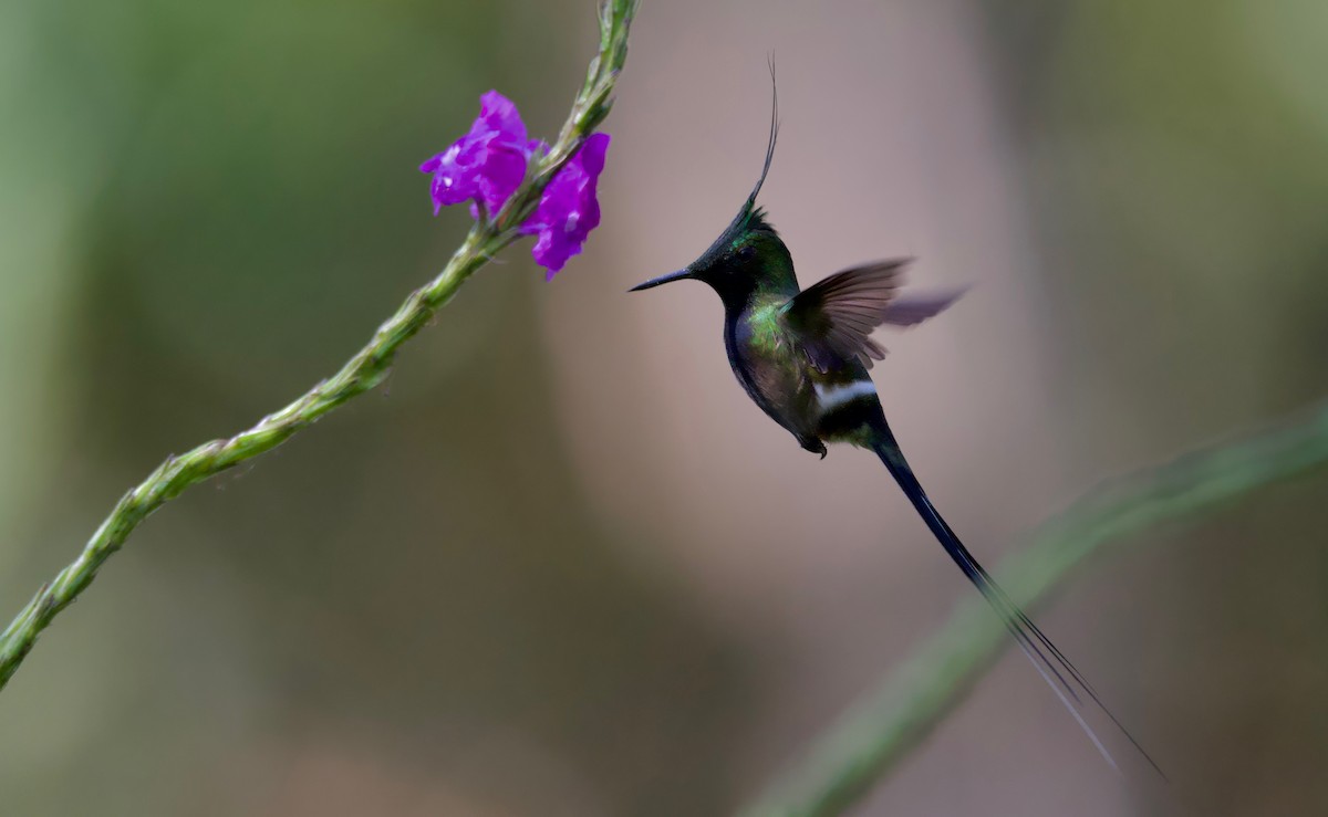 Wire-crested Thorntail - ML617342361