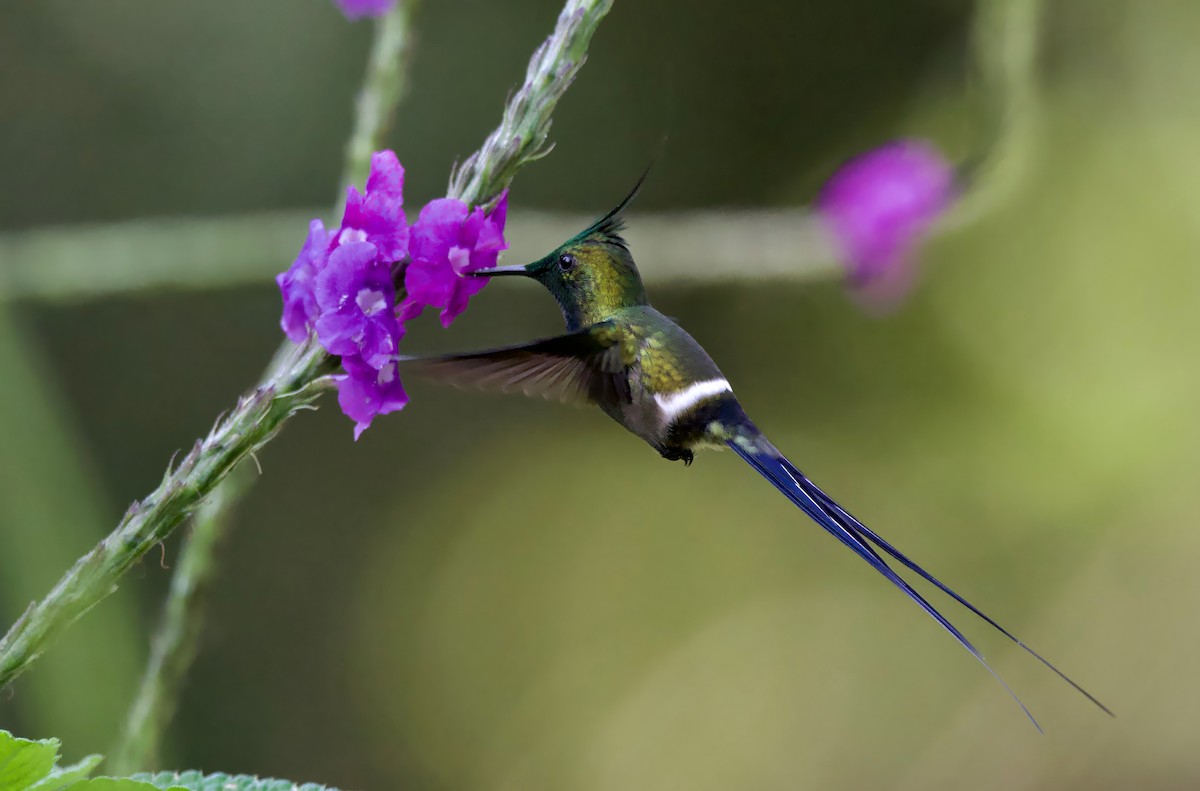 Wire-crested Thorntail - ML617342362