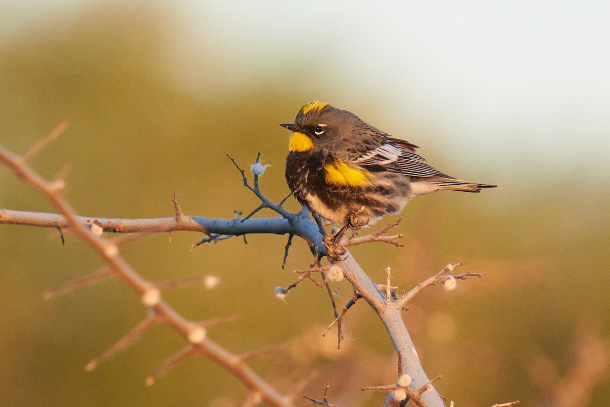 Yellow-rumped Warbler (Audubon's) - ML617342363