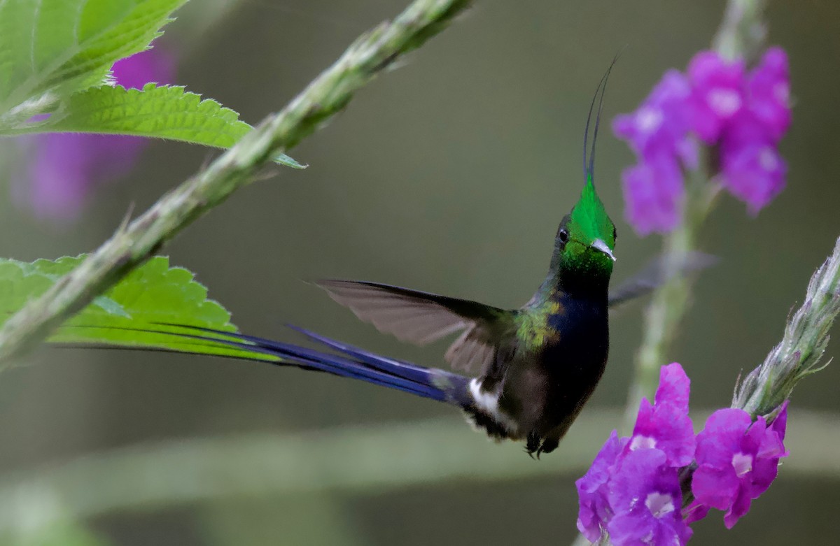 kolibřík ostrochocholatý - ML617342367