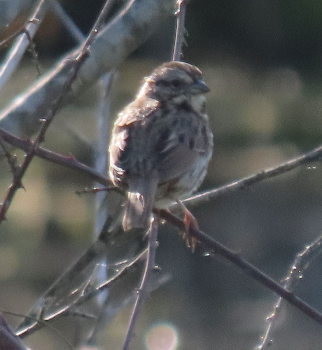 White-throated Sparrow - ML617342371