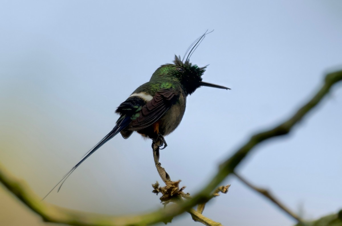 Wire-crested Thorntail - ML617342389