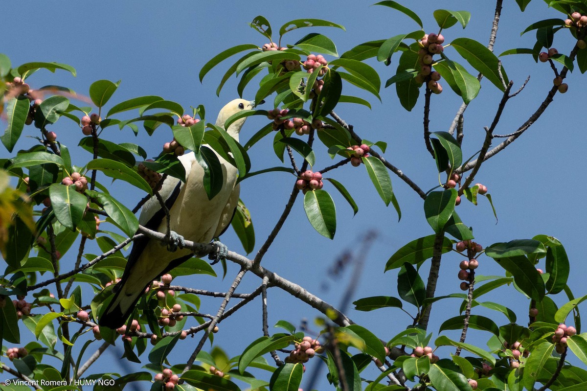 Pied Imperial-Pigeon - ML617342396