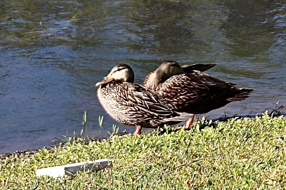 Mottled Duck (Florida) - Liz Basler