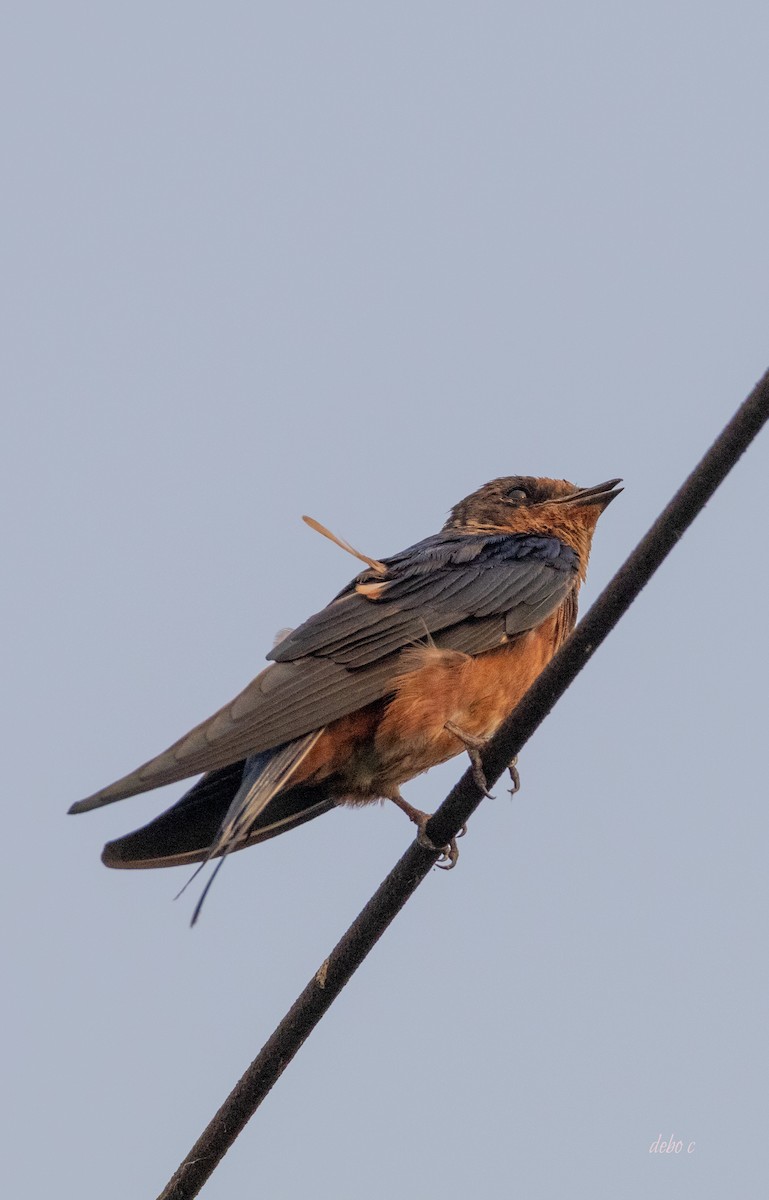 Barn Swallow (Tytler's) - ML617342479
