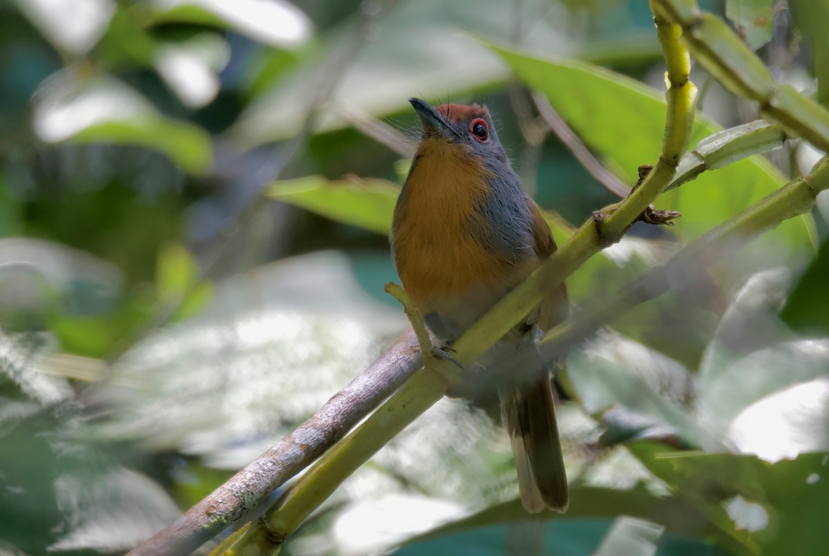 Rufous-capped Nunlet - ML617342481