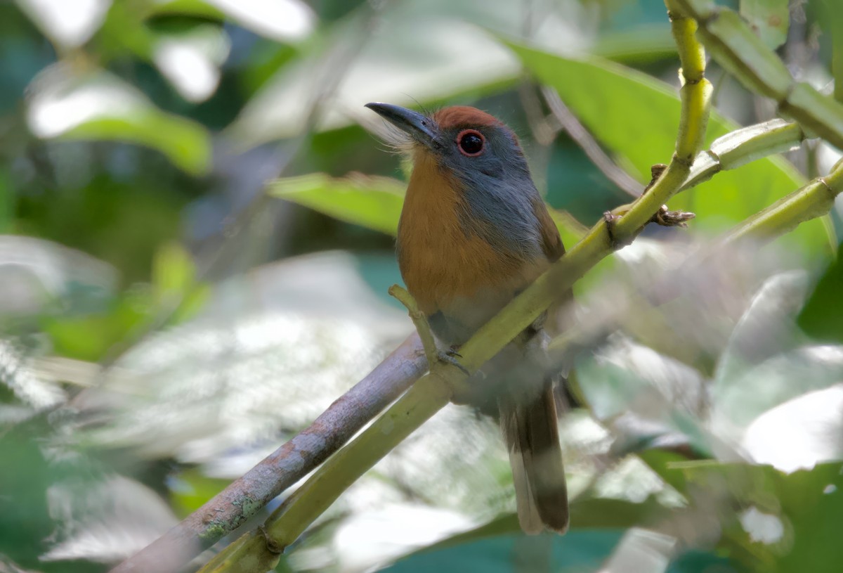 Rufous-capped Nunlet - ML617342482