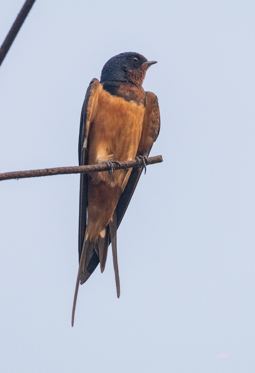 Barn Swallow (Tytler's) - Debojyoti Chakraborty