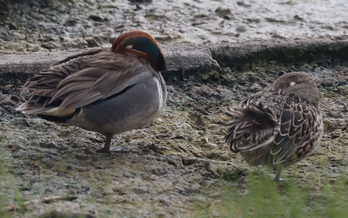 Green-winged Teal - ML617342498