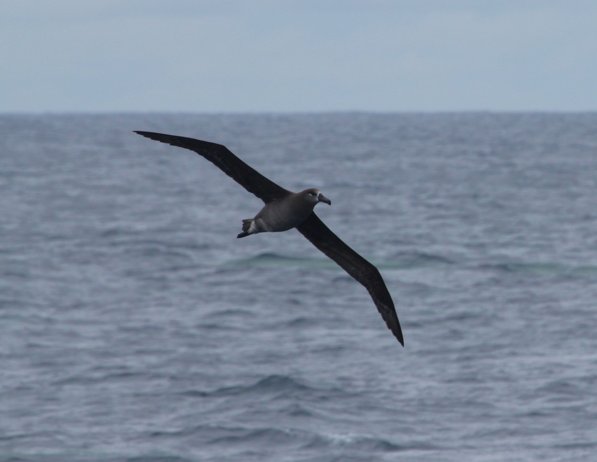 Albatros à pieds noirs - ML617342511