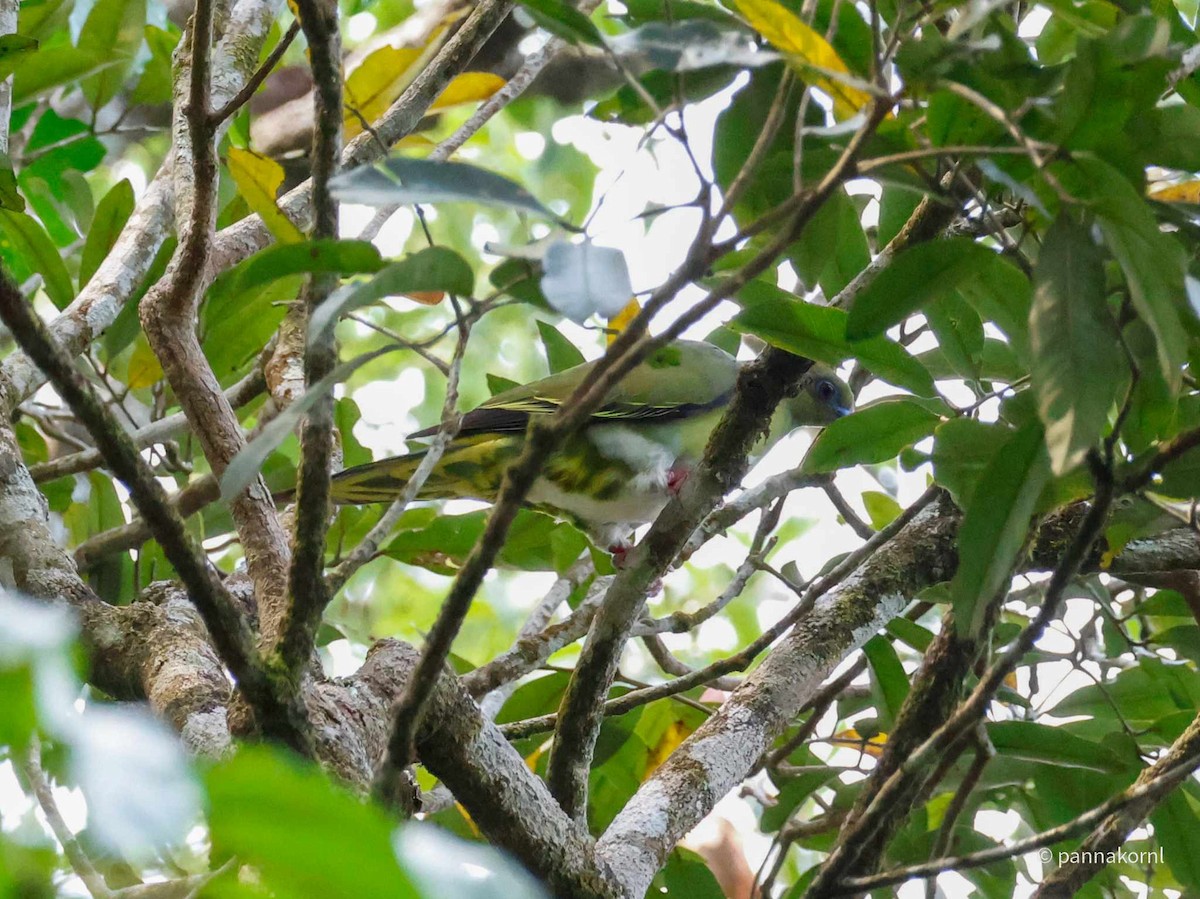 Yellow-vented Green-Pigeon - Pannakorn Laohaprasitporn