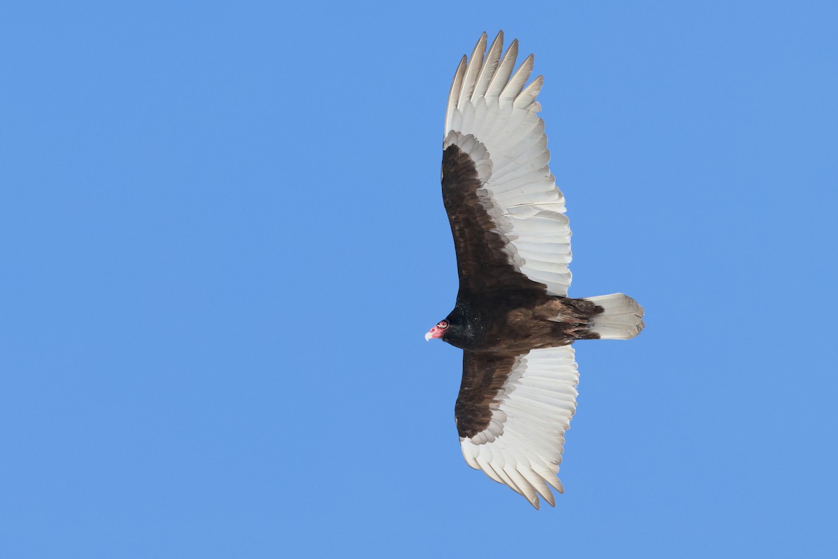 Turkey Vulture - ML617342521