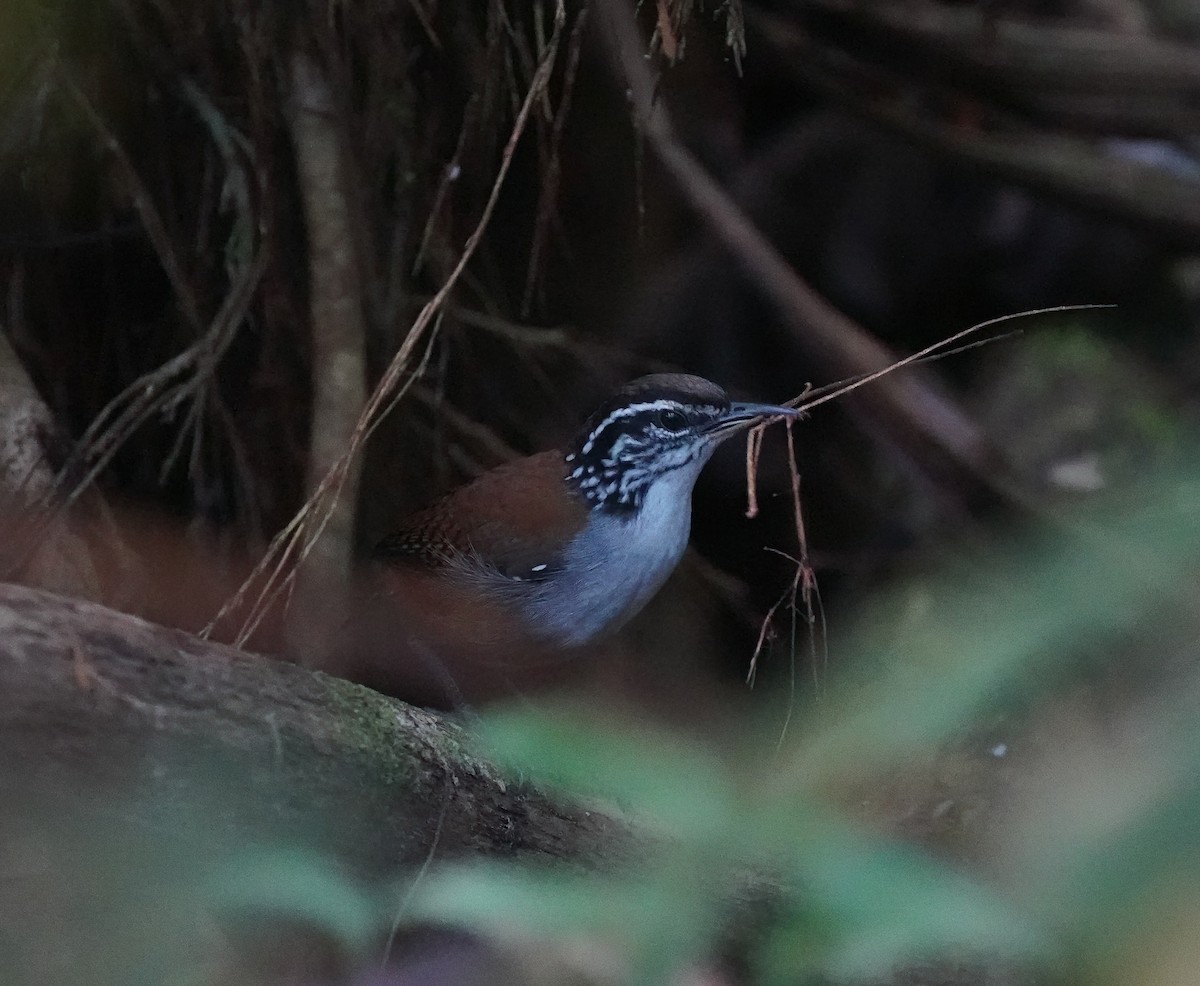White-breasted Wood-Wren - Nolan Clements