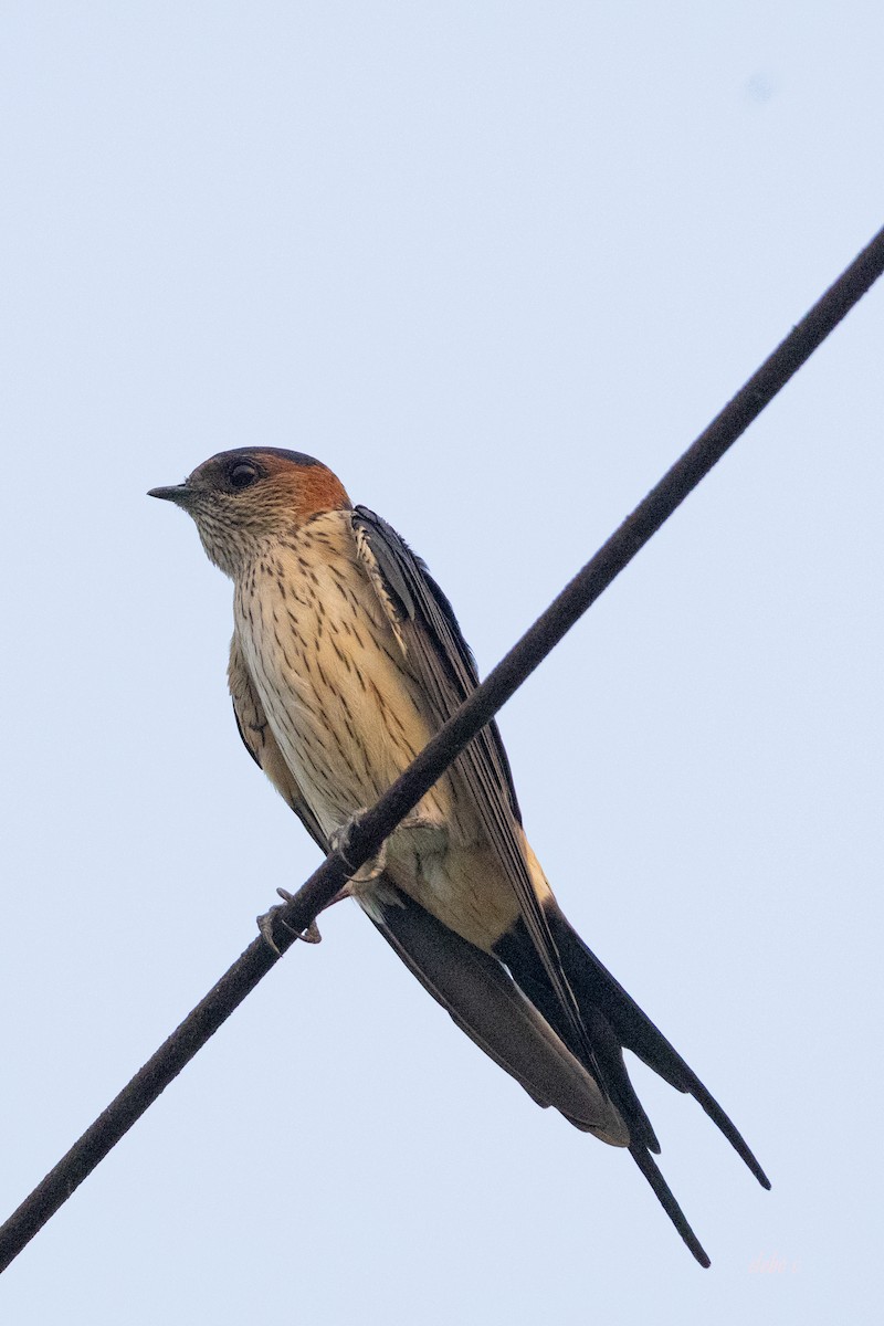 Red-rumped Swallow (Red-rumped) - ML617342546
